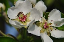 Pear Blossoms Stock Images