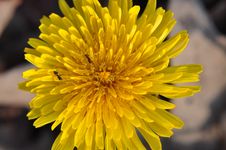 Dandelion Royalty Free Stock Photography Dandelion Royalty Free Stock Photography