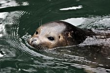 Harbor Seal Stock Photography