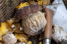 Mushrooms Basket, Italy Royalty Free Stock Photos Mushrooms Basket, Italy Royalty Free Stock Photos