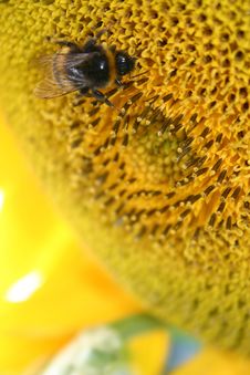Bee Sunflower Royalty Free Stock Photography Bee Sunflower Royalty Free Stock Photography