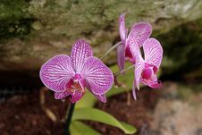 Vivid Striped Violet Orchid Flowers Stock Images Vivid Striped Violet Orchid Flowers Stock Images