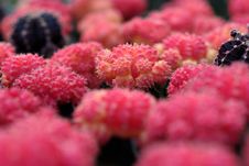 Red Cacti, Shallow DOF Royalty Free Stock Photo Red Cacti, Shallow DOF Royalty Free Stock Photo