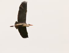 Grey Heron Passing By Royalty Free Stock Image