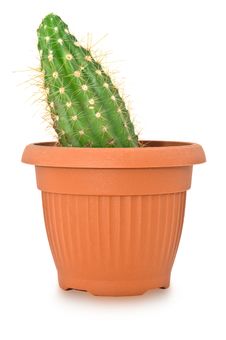 Cactus In A Pot. Isolated On White Background Royalty Free Stock Photos
