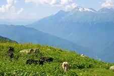 Cows On The Alpine Meadow Stock Image Cows On The Alpine Meadow Stock Image