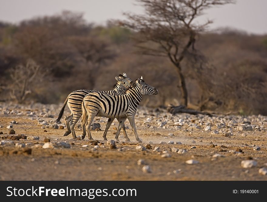 Two Burchells Zebras playing in field; equus burchelli