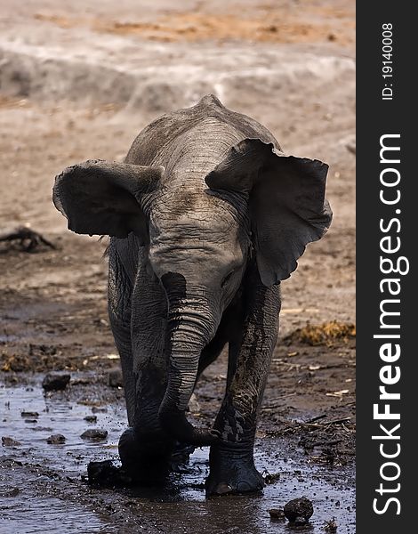 Baby Elephant mock charging; Loxodonta Africana