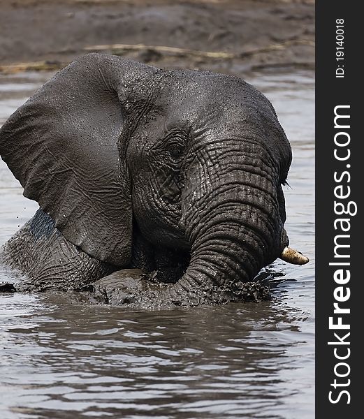 Elephant playing in muddy water