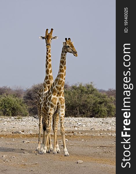 Two Giraffes standing together ; Giraffa Camelopardalis
