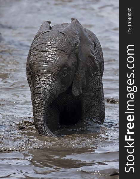 Baby Elephant playing in muddy water; Loxodonta Africana