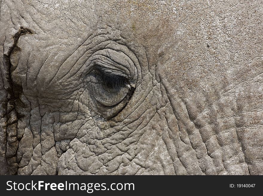 Close-up of an African Elephant face and eye