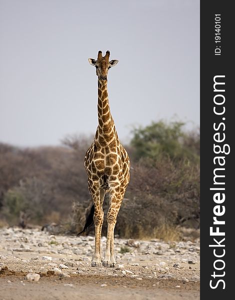 Giraffe standing in rocky field; Giraffa Camelopardis; South Africa