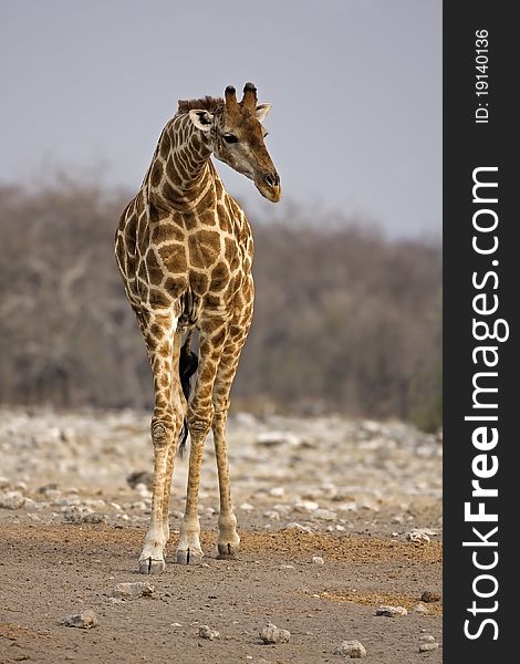 Giraffe standing in rocky field with lowered neck; Giraffa Camelopardis