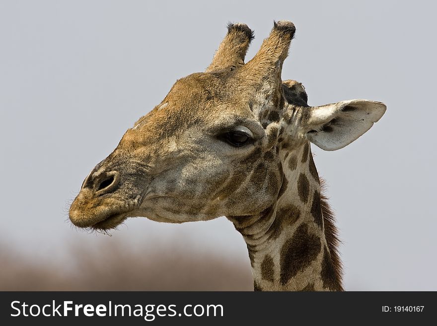 Close-up of Giraffe head; Giraffa camelopardalis