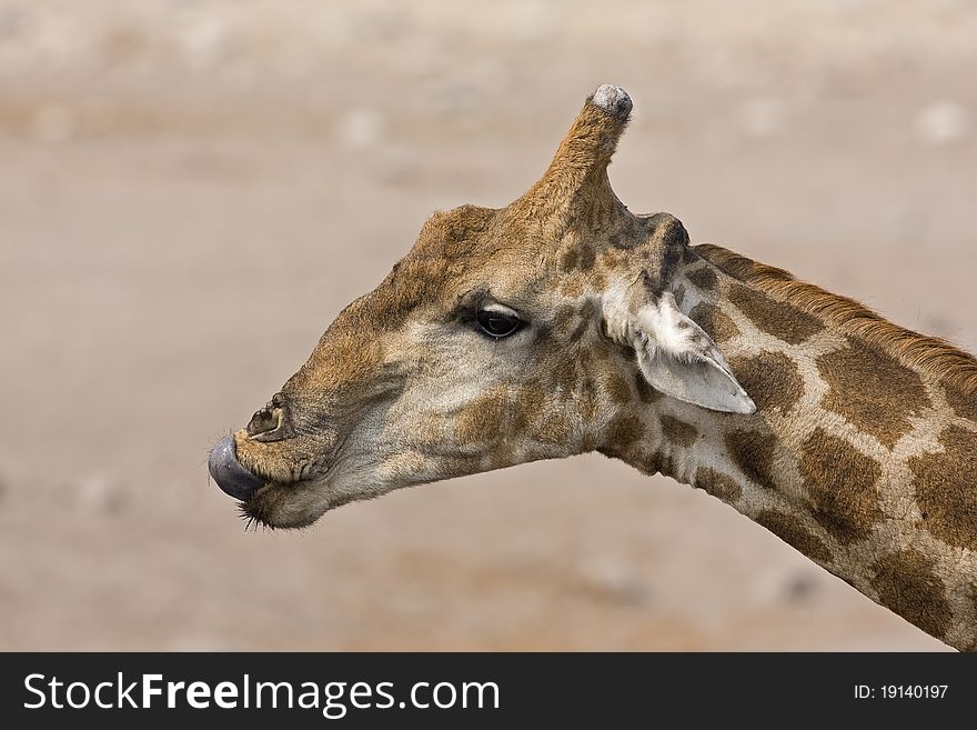 Close-up of Giraffe head and neck; Giraffa camelopardalis