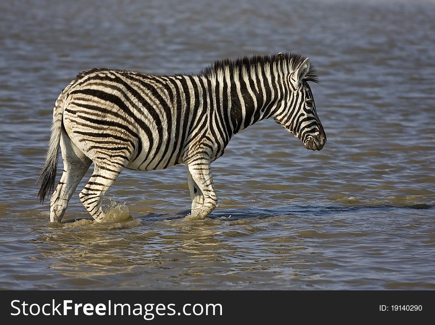 Young Burchells zebra walking in waterhole; Equus Burchelli