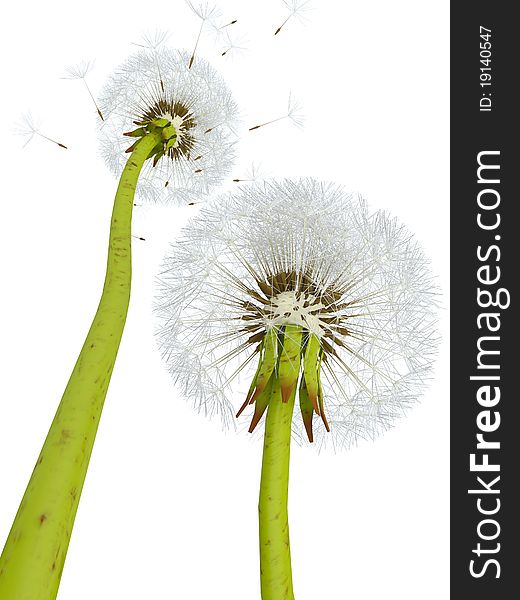 Two isolated dandelions on a white background. Two isolated dandelions on a white background