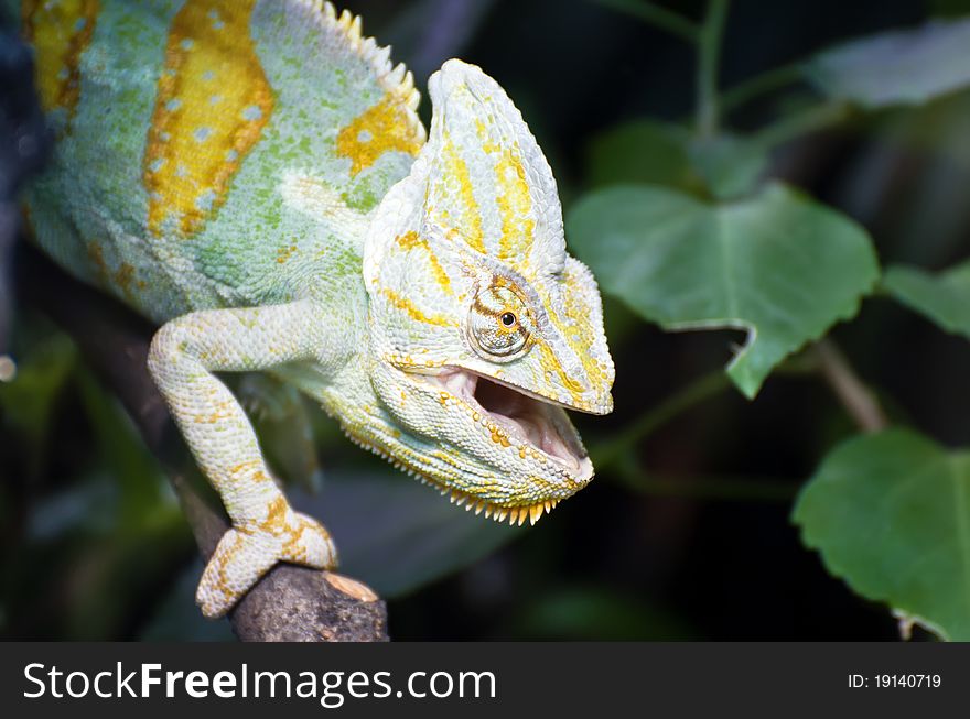 Chameleon  With Open Mouth