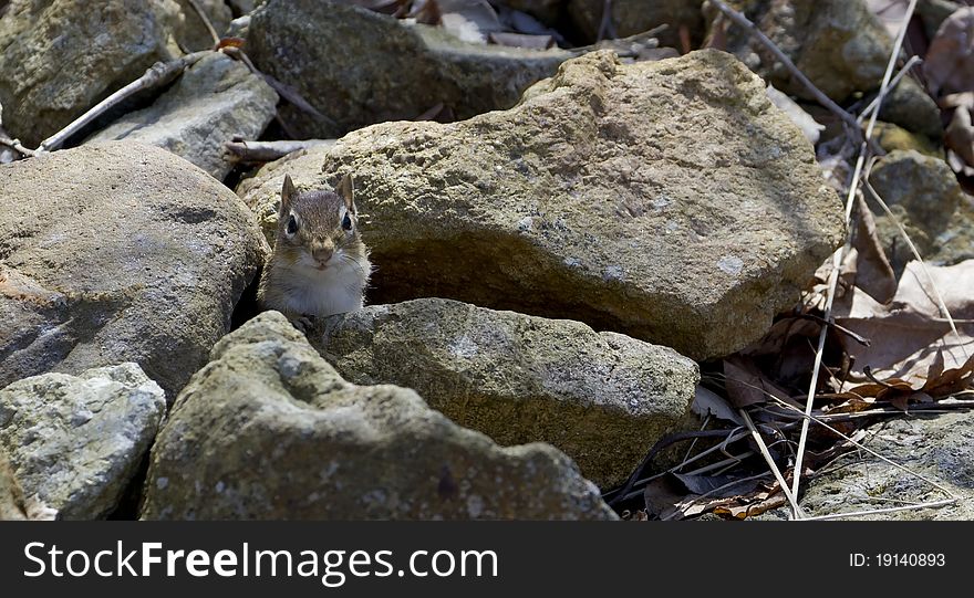 Chipmunk poking head up peeking out the rocks he is hiding amongst. Chipmunk poking head up peeking out the rocks he is hiding amongst.