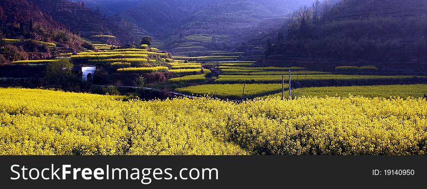 Beautiful field in the spring