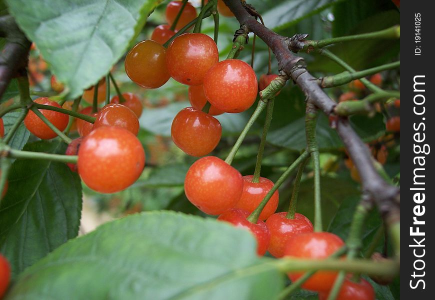 Red cherries on the tree in hot summer days. Red cherries on the tree in hot summer days