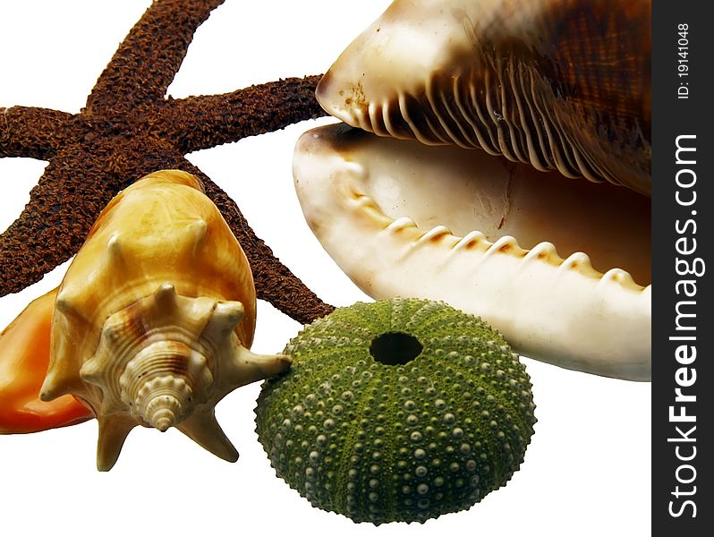 A close-up of the seashells and the starfish. A close-up of the seashells and the starfish