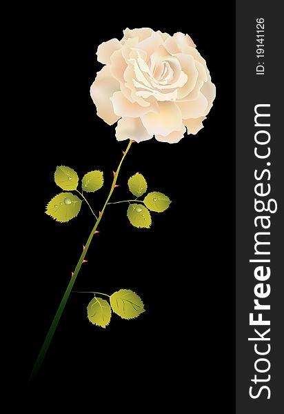 Creamy gentle rose on black background