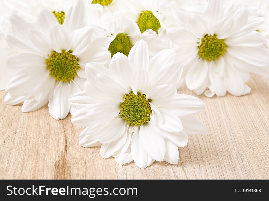 White chrysanthemum - very shallow depth of field on a wooden background