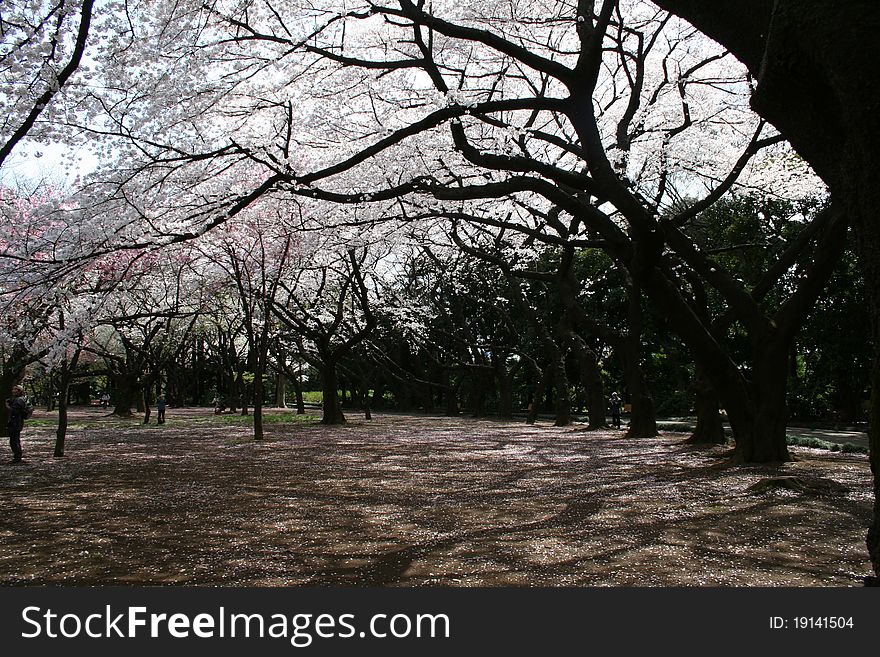Japanese Sakura Cherry Blossoms