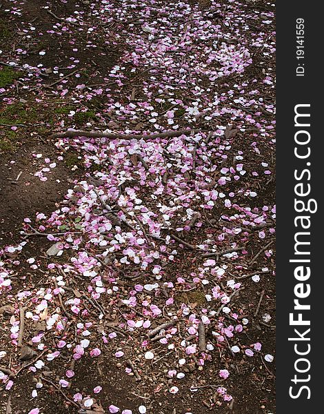 Cherry Blossoms in a park in Tokyo Japan with petals on the ground and great light through the trees. Cherry Blossoms in a park in Tokyo Japan with petals on the ground and great light through the trees