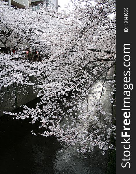 Cherry Blossoms along a river in Tokyo, Japan on dusk - 80% of profits made on these images will be donated to Japanese aid efforts by the photographer through a foundation call HUMANYWORLD Foundation the focuses on helping artists who have a ethical and social perspective to take actions through either providing creative work, time or finance to support those in need. Cherry Blossoms along a river in Tokyo, Japan on dusk - 80% of profits made on these images will be donated to Japanese aid efforts by the photographer through a foundation call HUMANYWORLD Foundation the focuses on helping artists who have a ethical and social perspective to take actions through either providing creative work, time or finance to support those in need.