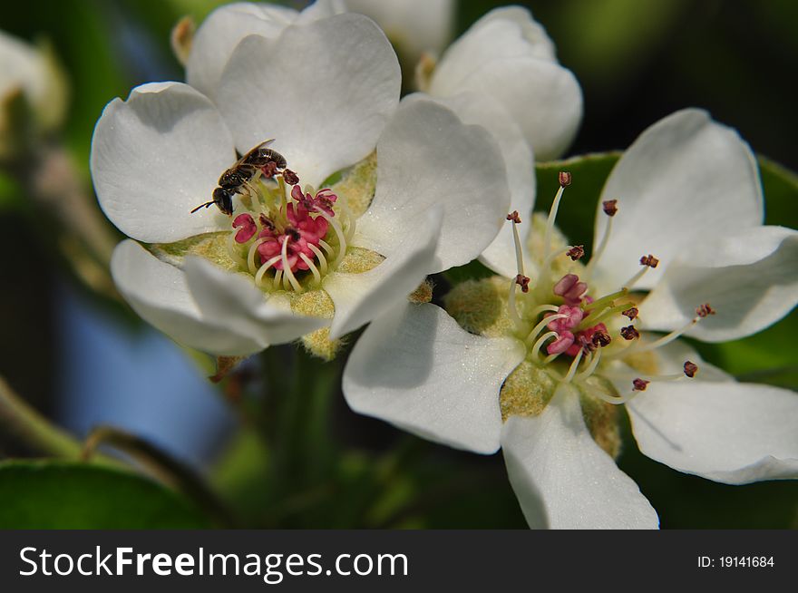 Pear blossoms just after opening this spring. The actually change as they mature, they lose the pink in the center and the petals thin out.