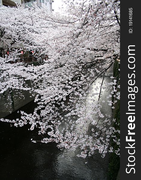 Japanese Sakura Cherry Blossoms & Lanterns