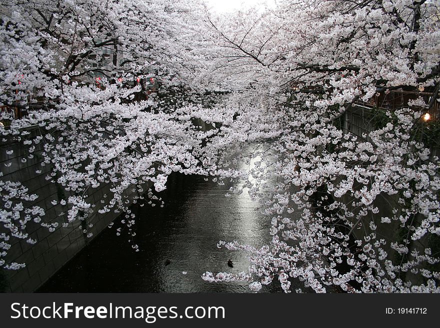 Japanese Sakura Cherry Blossoms & Lanterns