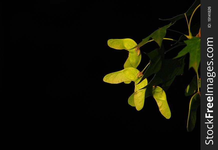 Maples in the sunshine with black background