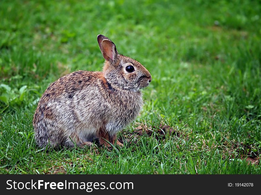 A wild  rabbit seating on green grass