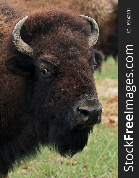 A female bison in the field