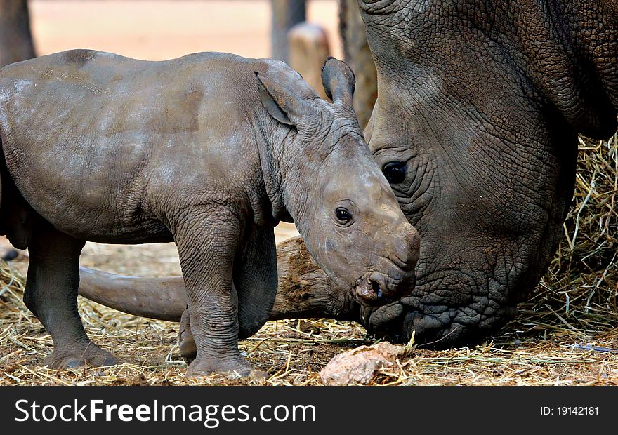A white rhino mother and calf portrait