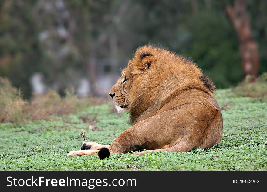 A lion seating on green grass