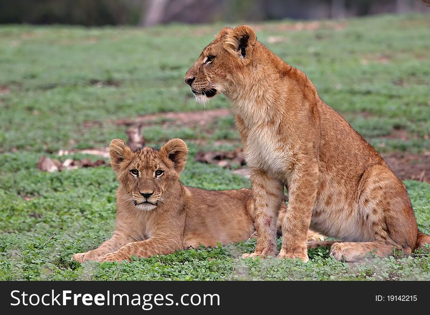 Two young lions seating on green grass