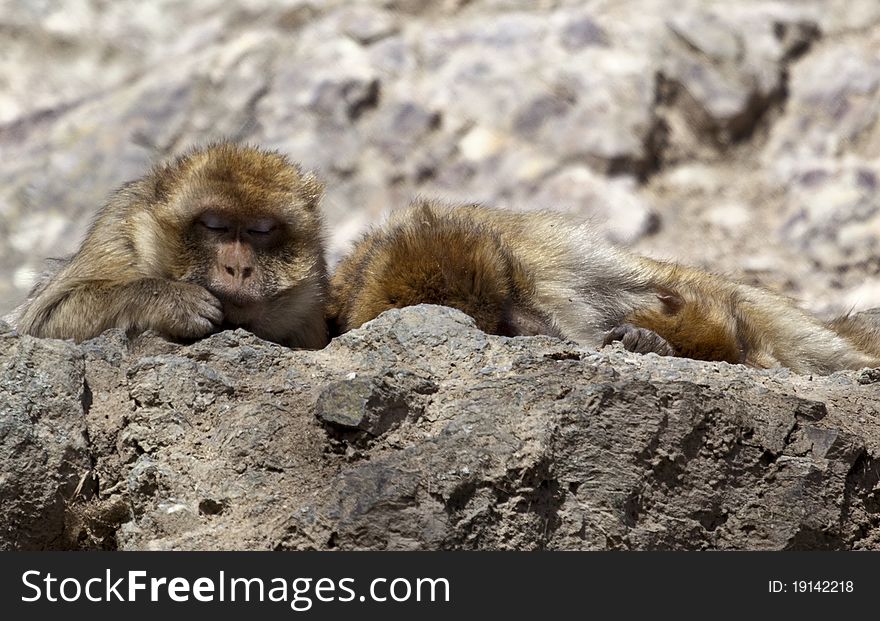 Three macaca mulatta relaxing on rock. DonÂ´t worry monkeys. Three macaca mulatta relaxing on rock. DonÂ´t worry monkeys.