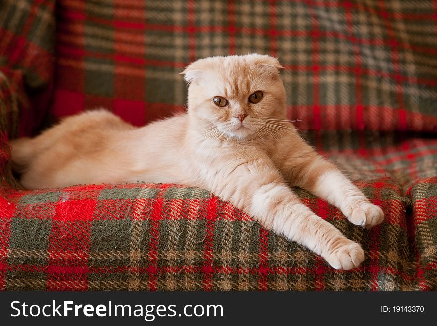 Scottish fold kitten lying on a couch. Scottish fold kitten lying on a couch