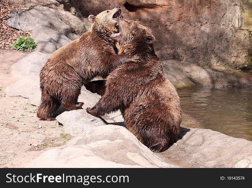 The playful couple of brown bears.