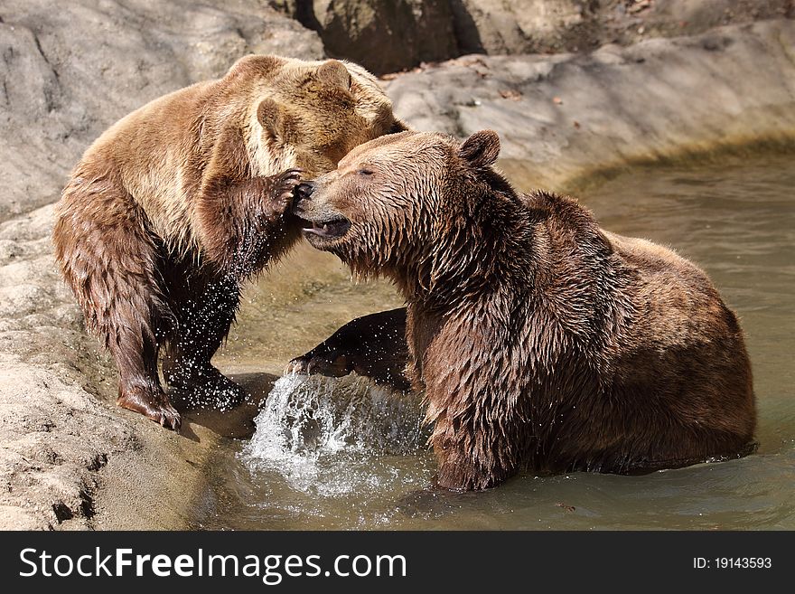 The fighting couple of brown bears on the bank of the pond.