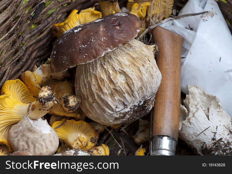 Basket of Mushrooms with Boletus and a Knife. Basket of Mushrooms with Boletus and a Knife