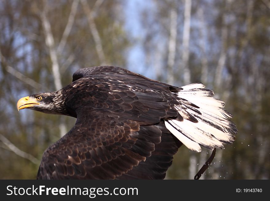 The flying balg eagle (Haliaeetus leucocephalus). The flying balg eagle (Haliaeetus leucocephalus).