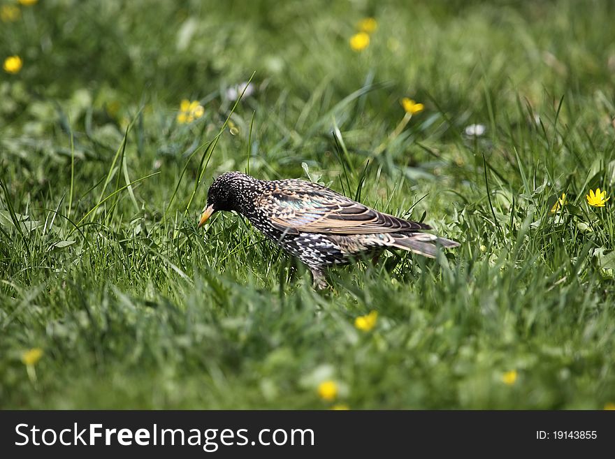 The european starling (Sturnus vulgaris) in the grass.