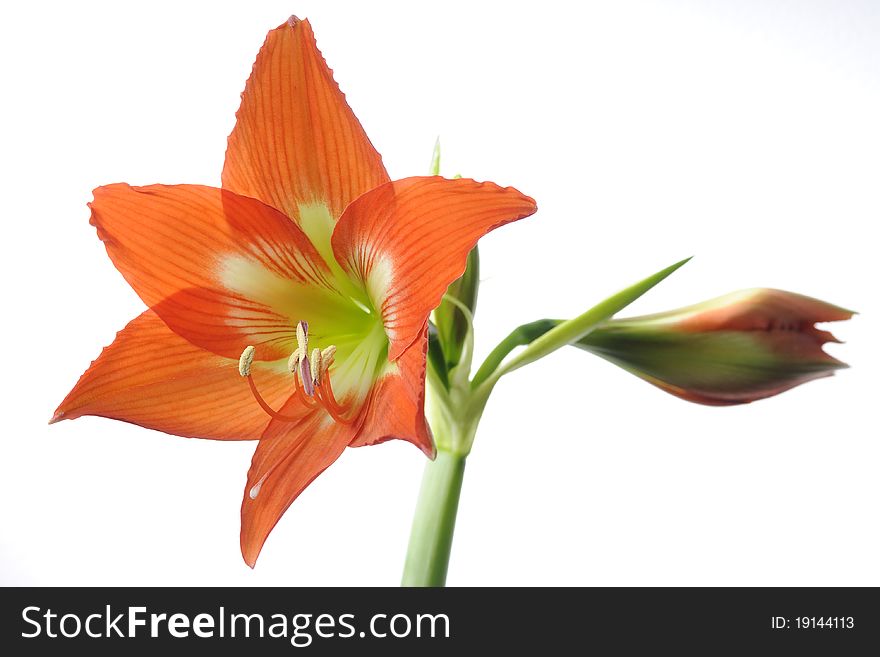 Studio isolated orange ornamental flowers. Studio isolated orange ornamental flowers