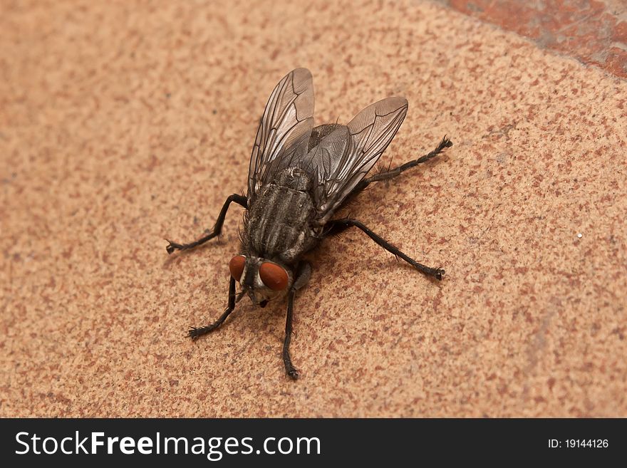 Fly close to the mottled surface. Fly close to the mottled surface